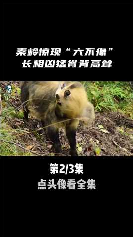 陕西男子遇到“金毛扭角羚”，兴奋的打招呼，却不知已经面临危险动物科普金毛扭角羚野生动物 (3)