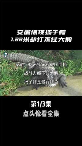 安徽惊现扬子鳄，1.88米战斗力都不如大鹅，扬子鳄是最弱鳄鱼？动物科普扬子鳄野生动物 (1)