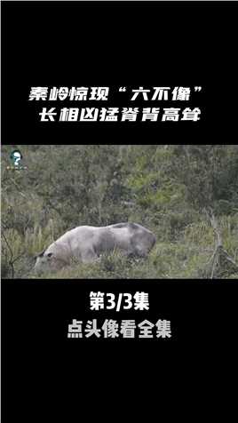陕西男子遇到“金毛扭角羚”，兴奋的打招呼，却不知已经面临危险动物科普金毛扭角羚野生动物 (2)