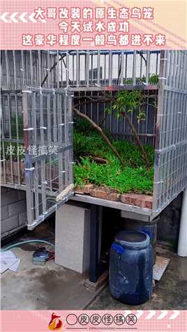 大哥改装的原生态鸟笼今天试水成功，这豪华程度一般鸟都进不来！#搞笑 #奇趣 #社会 #搞笑段子 