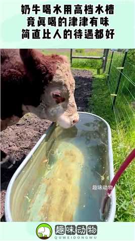 奶牛喝水用高档水槽，竟真喝的津津有味，简直比人的待遇都好！#搞笑 #奇趣 #社会 #搞笑段子 