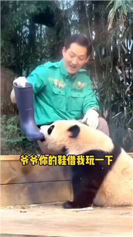小辉宝跟姐姐福宝一样从小就对爷爷的鞋子很感兴趣，跟爷爷互动太有爱了 #大熊猫