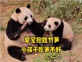 小睿宝发现竹笋忙活半天挖出来直接被妈妈抢了，这妈妈当的 #熊猫
