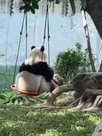 回家吧，回到最初的美好 #熊猫 #稻香 #周杰伦 #熊猫宝宝