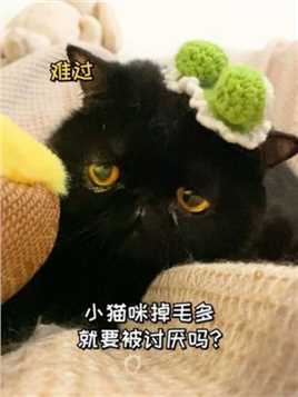 原来大家讨厌掉毛多的猫咪吗？#我和我的猫 #黑猫 #掉毛 #宠物