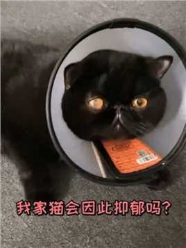 我家猫会因为这个而抑郁吗？你们觉得它该怎么办呢？ #加菲猫 #黑猫 #我和我的猫