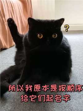 拜托大家帮个忙，看看我家第二只黑猫该叫啥？