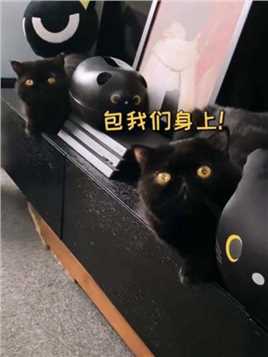 房东来了，我让猫们躲起来，结果…#黑猫 #躲猫猫 #租房 #猫咪的迷惑行为
