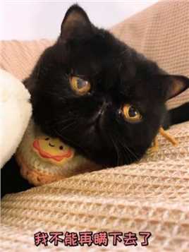 很抱歉在这样的欢乐节日里告诉你们这件事。#黑猫 #我和我的猫 #搞笑 #生日