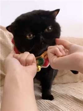 它有点聪明，但不多 #我和我的猫 #黑猫 #猫咪的迷惑行为 #铲屎官的乐趣