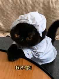 呜呜呜我家猫做错了什么，大家不爱它了吗？#黑猫 #我和我的猫 #萌宠出道计划