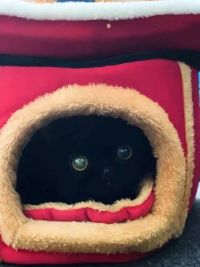 养黑色的猫就是好玩啊#黑猫 #躲猫猫 #猫咪的迷惑行为