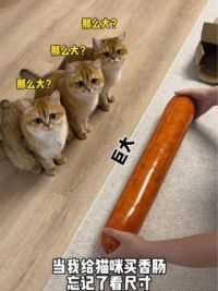 这香肠也太大了吧……#猫咪的迷惑行为 #金渐层