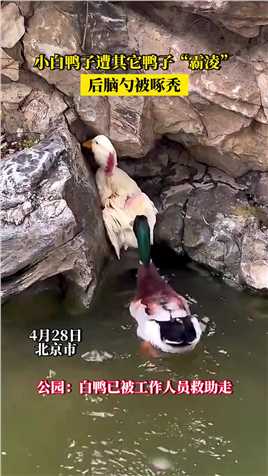 小白鸭子遭其它鸭子“霸凌”，后脑勺被啄秃。