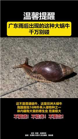雨后出现的这种大蜗牛，不要碰！不能养！不要吃！