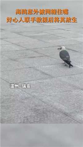 近日，浙江温州，海鸥意外被网缠住嘴，好心人联手救援后将其放生（来源：陕西新闻广播）