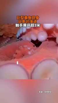 巨型章鱼现身日本北海道 触手展开超3米