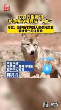 可可西里野狼，被游客投喂胖成“网红”专家：当野狼不再跟人保持距离，最终受伤的还是狼