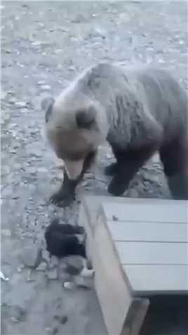 大狗拯救被黑熊攻击小狗