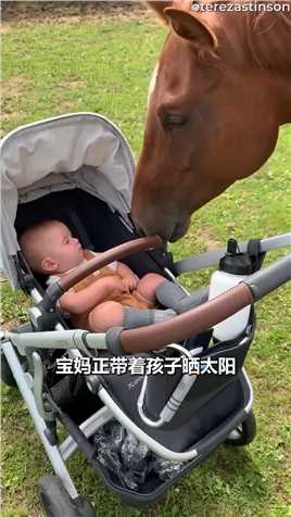 骏马跟婴儿亲密互动