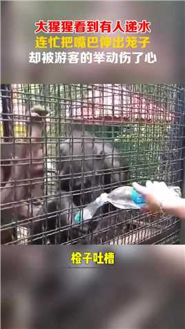 大猩猩看到有人递水，连忙把嘴巴伸出笼子，却被游客的举动伤了心！#搞笑 