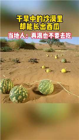 沙漠中为什么能长出西瓜？当地村民：沙漠中的西瓜不能吃！.