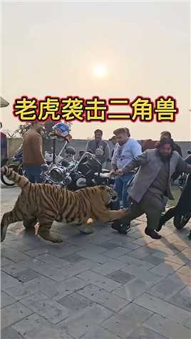 老虎袭击二角兽，实在是太可怕了