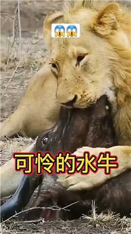 水牛被狮子咬住嘴巴，只能静静等待死亡，弱肉强食的大自然太残酷