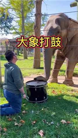 聪明的大象用鼻子打鼓，敲出了美妙的音律