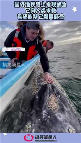 国外渔民海上发现鲸鱼，它向人类求救，希望能帮它剥离藤壶！#搞笑 #奇趣 #社会 #搞笑段子 