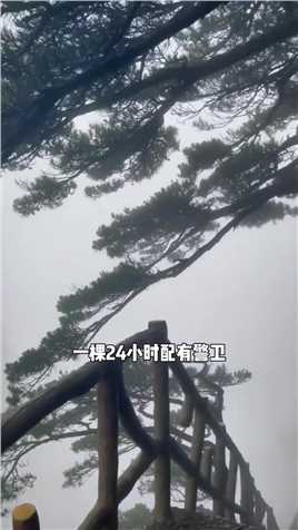 中国最贵的三棵树。黄山迎客松，武夷山大红袍。#旅行推荐官#旅游攻略#旅行大玩家#景点打卡