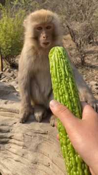 猴子吃苦瓜，品尝后有什么想法