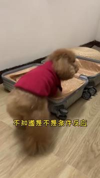 家有一只小赖狗狗是什么体验，看见行李箱，一直跟着，害怕我出远门了……