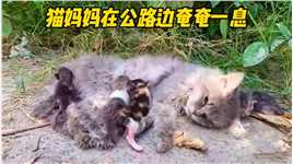 救援流浪猫#野生动物零距离 #动物救助 #流浪猫救助.mp4

