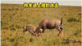 羚羊遭遇猎豹的攻击，它使出全身解数拼命反抗，却被猎豹死死拿捏#野生动物零距离 #神奇动物 #动物世界 #弱肉强食的动物世界 #猎豹.mp4

