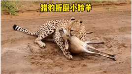 猎豹狩猎到一只小羚羊，并不停折磨发出惨叫声，吸引羚羊妈妈救援#弱肉强食的动物世界#神奇动物在抖音 #捕猎瞬间 #猎豹.mp4

