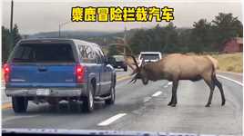 麋鹿不顾危险也要拦停汽车，竟然是为了寻求人类救救它的同伴
