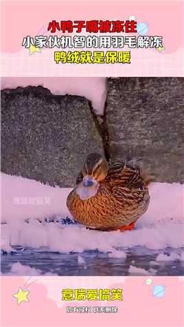 小鸭子嘴被冻住，小家伙机智的用羽毛解冻，鸭绒就是保暖！