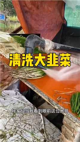 清洗大韭菜
