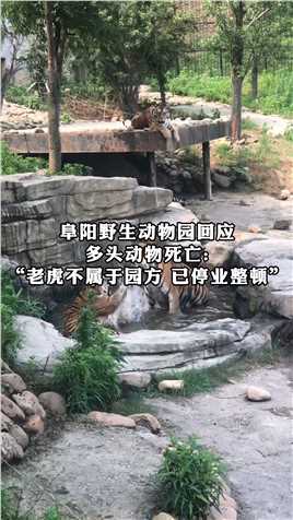 阜阳野生动物园回应，多头动物死亡，老虎不属于园方，已停业整顿