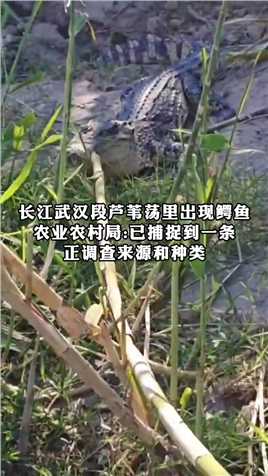 长江武汉段芦苇荡里出现鳄鱼，农业农村局:已捕提到一条，正调查来源和种类