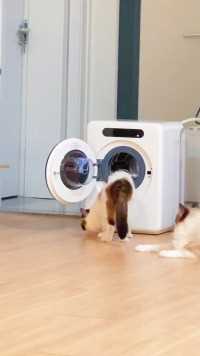 《关于我家猫把洗衣机当猫窝这件事》 