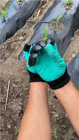 模仿动物抓子的手套。种花。拔草。栽苗都可以。脏了还能水洗 #挖呀挖 #我的乡村生活 #农具 
