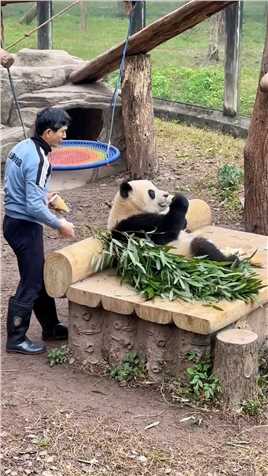 外公担心它吃多了#大熊猫渝可渝爱