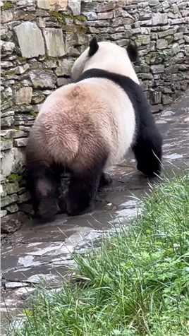 #大熊猫宝力 倒车请注意！！