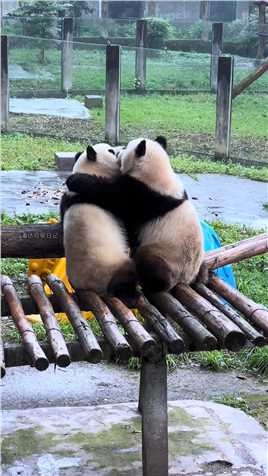 渝可渝爱好腻歪呀,#大熊猫渝可渝爱