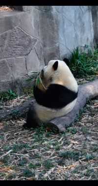 渝爱就这样坐着啥也不做，我也能看一整天#大熊猫渝爱