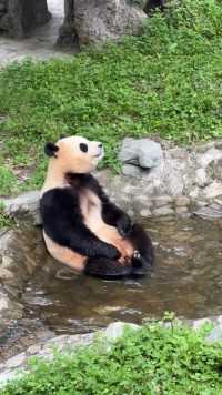 福宝洗澡澡，好可爱啊,#大熊猫福宝 