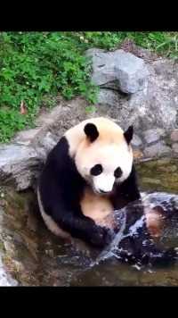 福宝早上在水池里玩水也太可爱了吧,#大熊猫福宝 