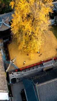 李世民栽了棵银杏树美了千余年，如今依旧绚丽多姿，吸引着无数游客前来观赏秋天古观音禅寺